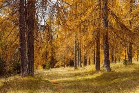 Beautifully colored larches near Cortina d'Ampezzo