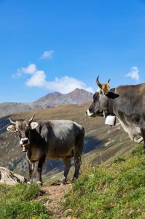Cows on the alpine pasture in Rofental