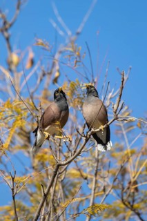 Common myna