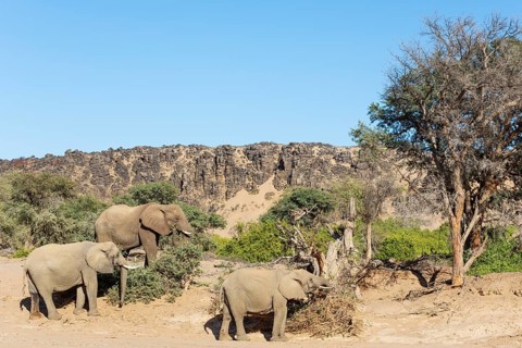 African Elephant