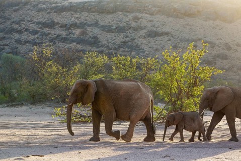 African Elephant