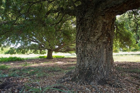 Cork oak
