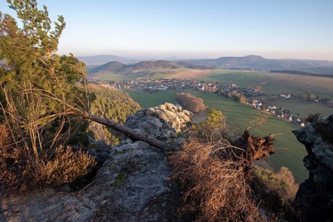 Fallen tree