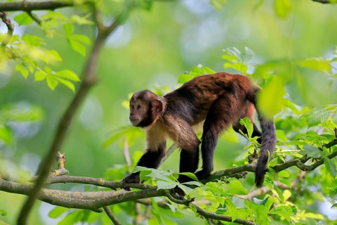Golden-bellied capuchin