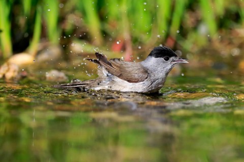 Blackcap
