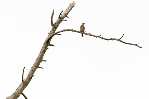 Fieldfare