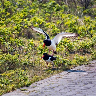Eurasian oystercatcher