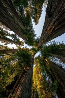 Coast redwoods