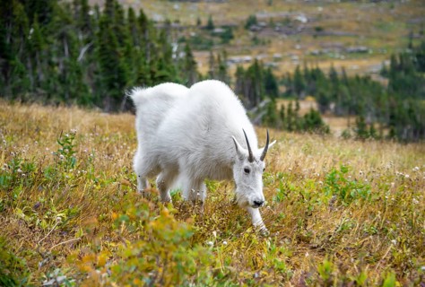 Mountain goat