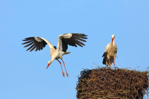 White stork