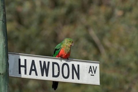 Australian king parrot