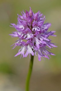 Naked man orchid