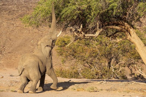 African Elephant