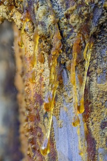 Tree resin of a european black pine