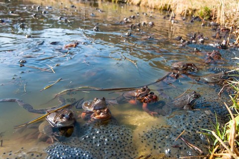 Common frog
