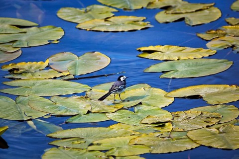 White wagtail