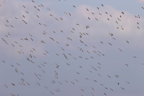 European golden plover
