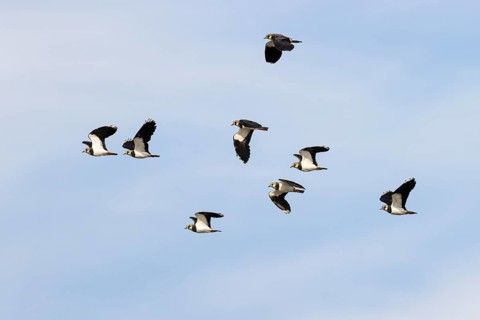 Northern lapwing