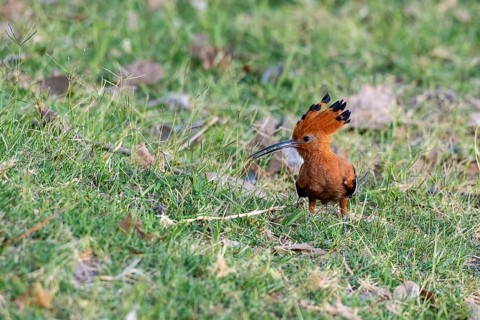 African Hoopoe