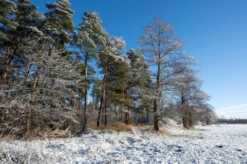 Snow
