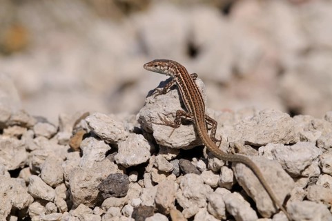 Common wall lizard