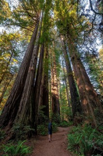 Hiker on trail through forest with coast redwoods