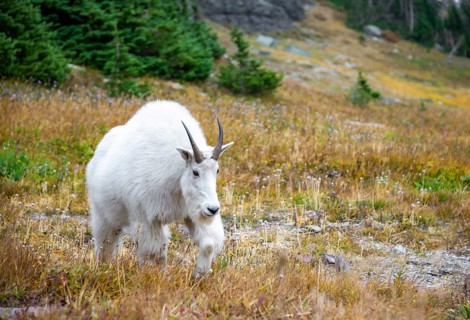 Mountain goat