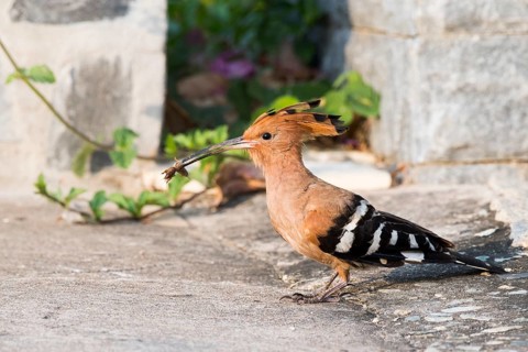 Hoopoe