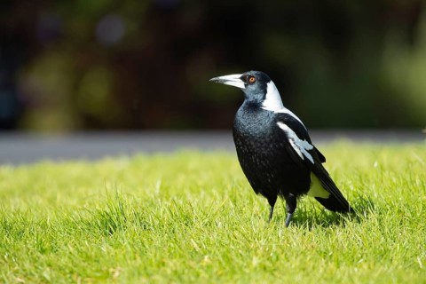 Australian magpie