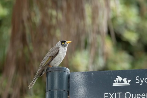 Noisy miner