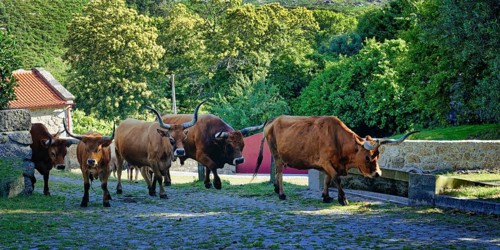 Cachena cows entering Santo Antonio Mixoes da Serra village
