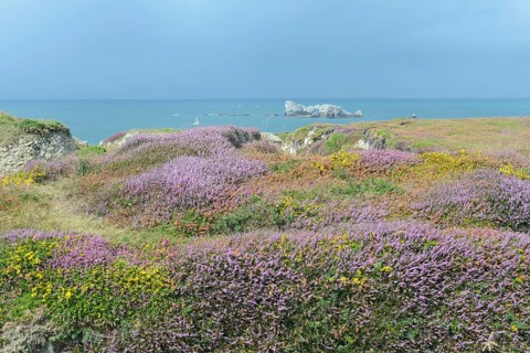 Bell heather