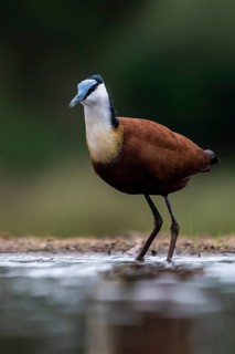 African jacana