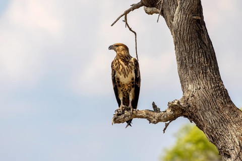 African fish eagle