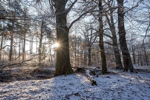 English oaks