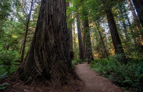 Hiking trail through forest with coastal sequoia trees
