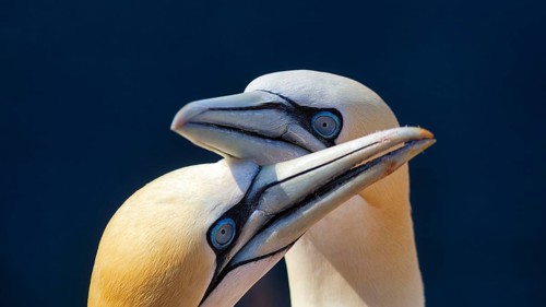 Northern gannet