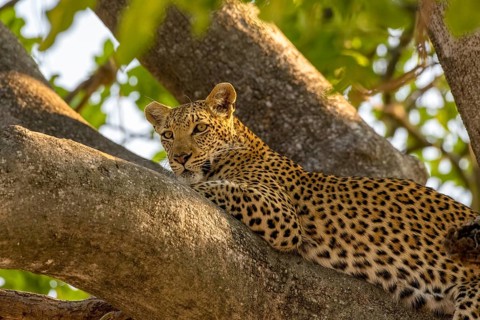 African leopard