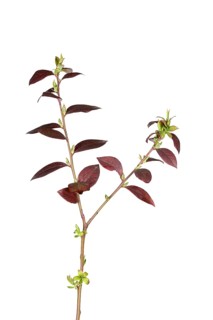 Cultivated blueberry