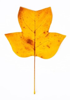 Autumn coloured tulip tree