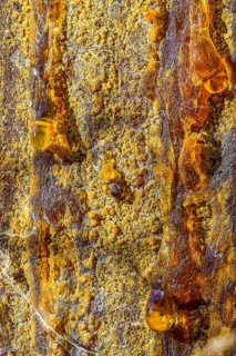 Tree resin of a european black pine