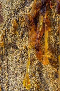 Tree resin of a european black pine
