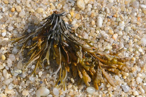 Spiral wrack
