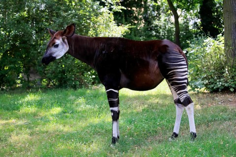 Okapi