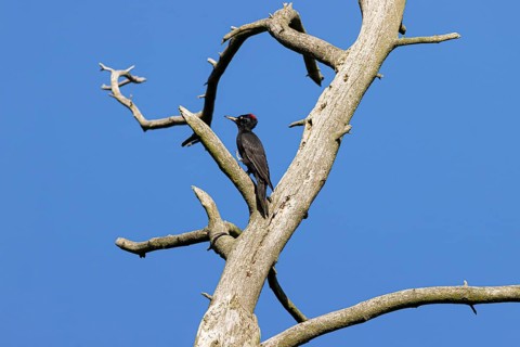 Black woodpecker