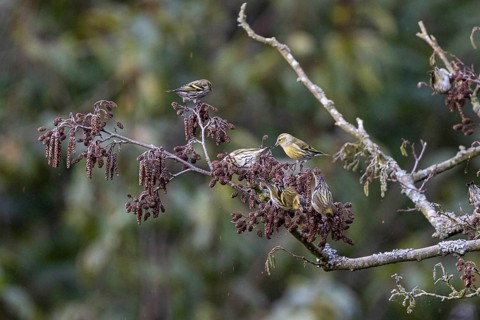 Eurasian siskin