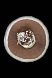 White horse mushroom