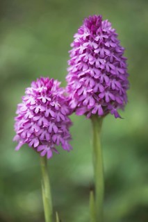 Pyramidal orchid