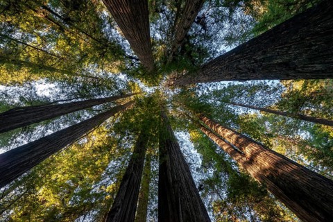 Coast redwoods