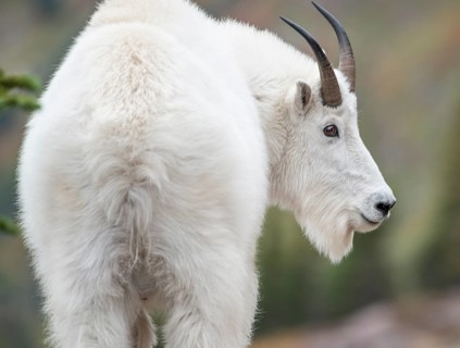 Mountain goat